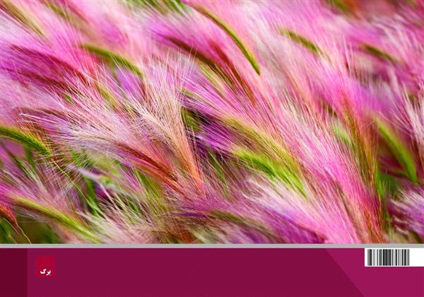 دفتر 80 برگ -پاییز
